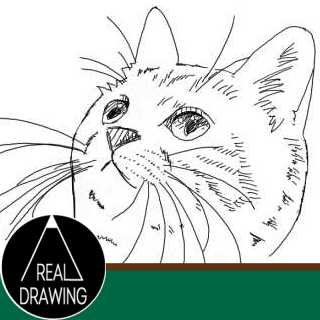 子猫の絵の書き方 初心者でも簡単なイラスト ３度見される絵を描こう