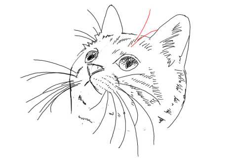 簡単イラストの描き方 子猫の書き方30 ３度見される絵を描こう リアル絵の描き方