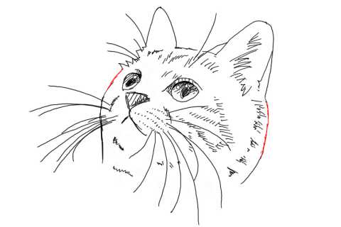 簡単イラストの描き方 子猫の書き方32 ３度見される絵を描こう リアル絵の描き方