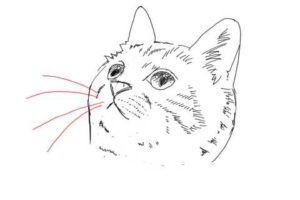 簡単イラストの描き方-子猫の書き方25