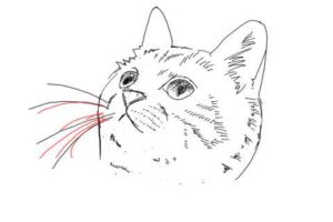 簡単イラストの描き方-子猫の書き方26