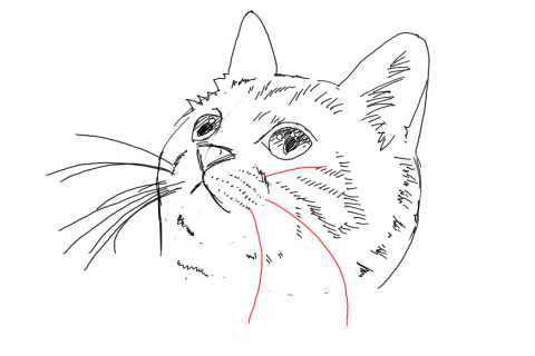 簡単イラストの描き方-子猫の書き方27