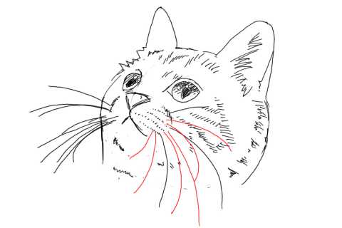 簡単イラストの描き方-子猫の書き方28