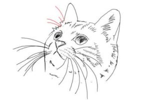 簡単イラストの描き方-子猫の書き方29