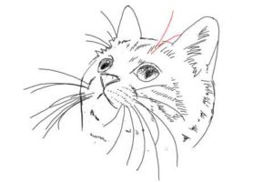 簡単イラストの描き方-子猫の書き方30