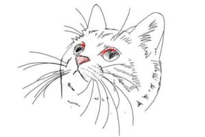 簡単イラストの描き方-子猫の書き方31