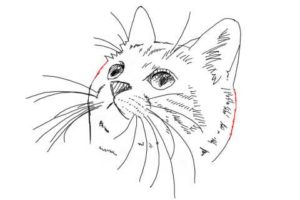 簡単イラストの描き方-子猫の書き方32