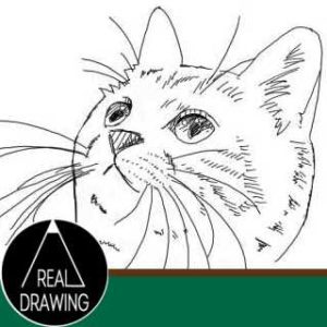 簡単イラストの描き方-子猫の書き方サムネイル