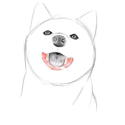 リアルな絵の描き方 柴犬のスケッチの書き方17 ３度見される絵を描こう リアル絵の描き方