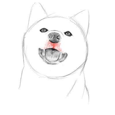 リアルな絵の描き方 柴犬のスケッチの書き方18 ３度見される絵を描こう リアル絵の描き方