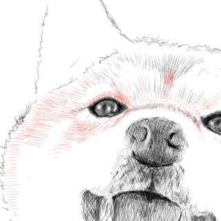 リアルな絵の描き方 柴犬のスケッチの書き方22 拡大 ３度見される絵を描こう リアル絵の描き方
