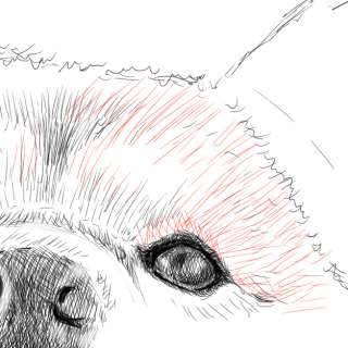 リアルな絵の描き方 柴犬のスケッチの書き方24 拡大 ３度見される絵を描こう リアル絵の描き方