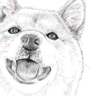 リアルな絵の描き方 柴犬のスケッチの書き方31 拡大 ３度見される絵を描こう リアル絵の描き方