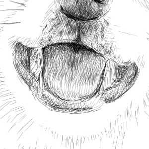 リアルな絵の描き方 柴犬の口の書き方 ３度見される絵を描こう リアル絵の描き方
