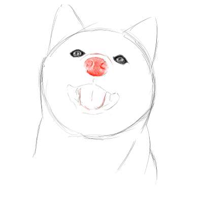 リアルな絵の描き方-柴犬のスケッチの書き方15
