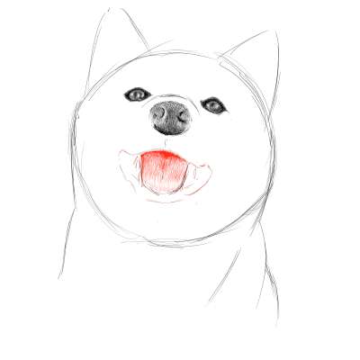 リアルな絵の描き方-柴犬のスケッチの書き方16