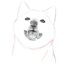 リアルな絵の描き方-柴犬のスケッチの書き方19