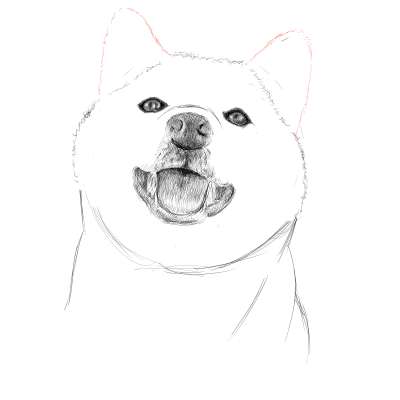 リアルな絵の描き方-柴犬のスケッチの書き方20
