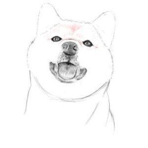 リアルな絵の描き方-柴犬のスケッチの書き方21