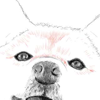 リアルな絵の描き方-柴犬のスケッチの書き方21-拡大
