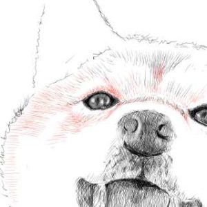 リアルな絵の描き方-柴犬のスケッチの書き方22-拡大