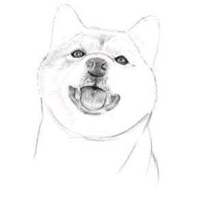 リアルな絵の描き方-柴犬のスケッチの書き方23