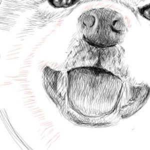 リアルな絵の描き方-柴犬のスケッチの書き方23-拡大