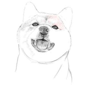 リアルな絵の描き方-柴犬のスケッチの書き方24