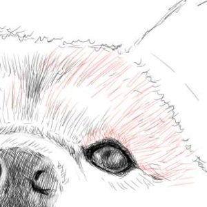 リアルな絵の描き方-柴犬のスケッチの書き方24-拡大