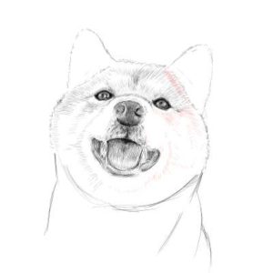 リアルな絵の描き方-柴犬のスケッチの書き方25