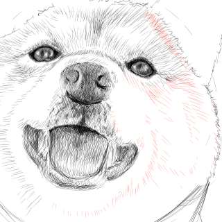 リアルな絵の描き方-柴犬のスケッチの書き方25-拡大