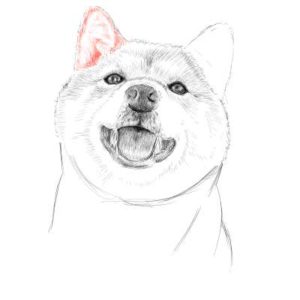 リアルな絵の描き方-柴犬のスケッチの書き方26