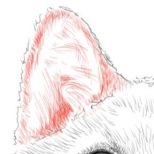リアルな絵の描き方-柴犬のスケッチの書き方26-拡大