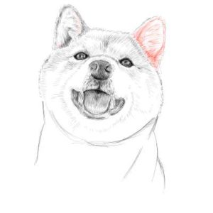 リアルな絵の描き方-柴犬のスケッチの書き方27
