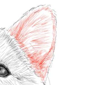 リアルな絵の描き方-柴犬のスケッチの書き方27-拡大