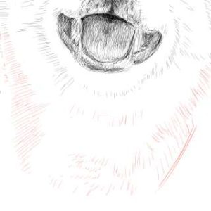 リアルな絵の描き方-柴犬のスケッチの書き方28-拡大
