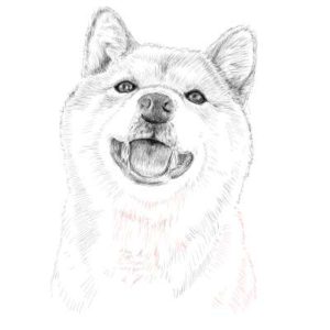 リアルな絵の描き方-柴犬のスケッチの書き方30