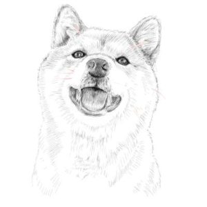 リアルな絵の描き方-柴犬のスケッチの書き方31