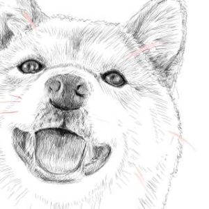 リアルな絵の描き方-柴犬のスケッチの書き方31-拡大