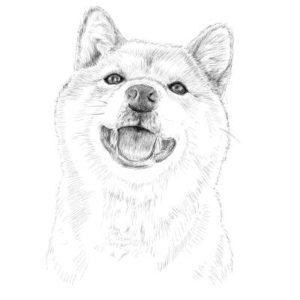 リアルな絵の描き方-柴犬のスケッチの書き方完成