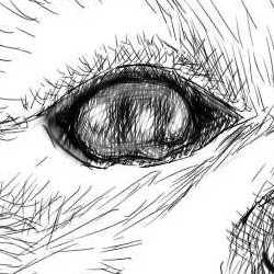 リアルな絵の描き方-柴犬の右目の書き方