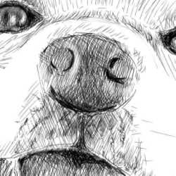 リアルな絵の描き方-柴犬の鼻の書き方