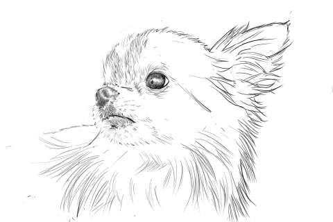 リアルな絵の描き方 チワワ犬の描き方10 ３度見される絵を描こう リアル絵の描き方