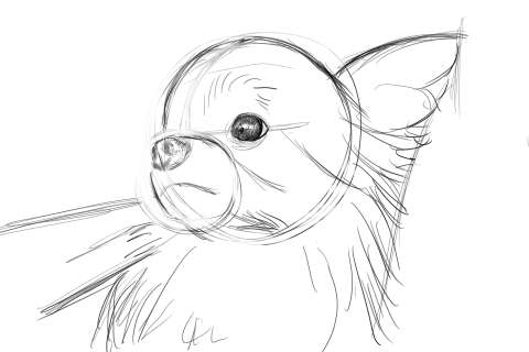 リアルな絵の描き方 チワワ犬の描き方5 ３度見される絵を描こう リアル絵の描き方