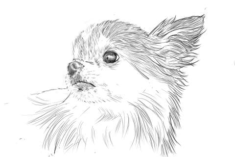 リアルな絵の描き方-チワワ犬の描き方11