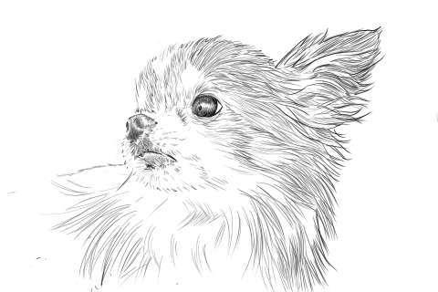 リアルな絵の描き方-チワワ犬の描き方12