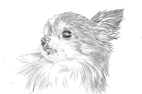 リアルな絵の描き方-チワワ犬の描き方14