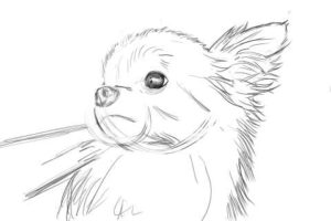 リアルな絵の描き方-チワワ犬の描き方7