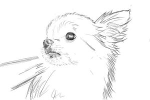 リアルな絵の描き方-チワワ犬の描き方8