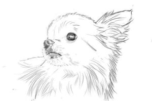 リアルな絵の描き方-チワワ犬の描き方9